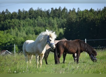 Caballos islandeses, Caballo castrado, 3 años, 145 cm, Palomino