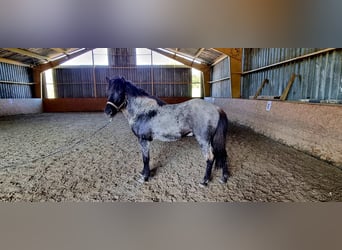 Caballos islandeses, Caballo castrado, 3 años, 145 cm, Ruano azulado