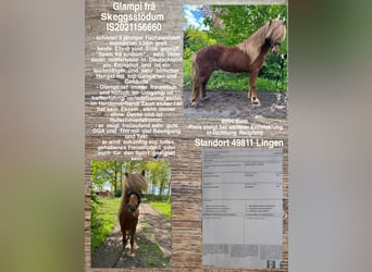 Caballos islandeses, Caballo castrado, 3 años, Alazán