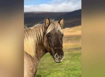 Caballos islandeses, Caballo castrado, 3 años