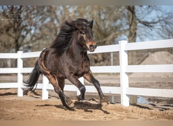 Caballos islandeses, Caballo castrado, 3 años, Castaño