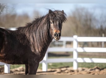 Caballos islandeses, Caballo castrado, 3 años, Castaño