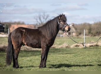 Caballos islandeses, Caballo castrado, 3 años, Castaño