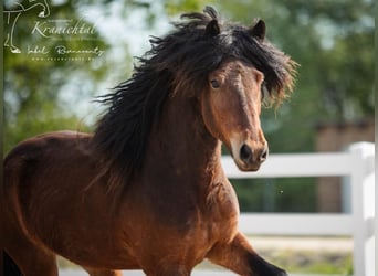 Caballos islandeses, Caballo castrado, 3 años, Castaño