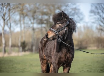 Caballos islandeses, Caballo castrado, 3 años, Castaño