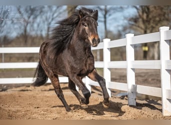 Caballos islandeses, Caballo castrado, 3 años, Castaño