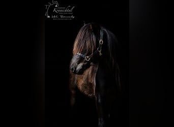 Caballos islandeses, Caballo castrado, 3 años, Negro