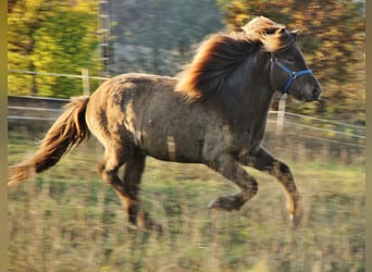 Caballos islandeses, Caballo castrado, 3 años, Palomino