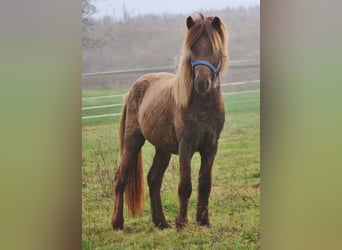 Caballos islandeses, Caballo castrado, 3 años, Palomino