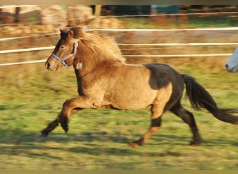 Caballos islandeses, Caballo castrado, 3 años, Palomino