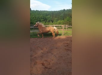 Caballos islandeses, Caballo castrado, 3 años, Palomino