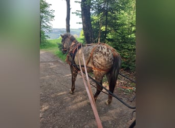 Caballos islandeses, Caballo castrado, 4 años, 130 cm, Atigrado/Moteado