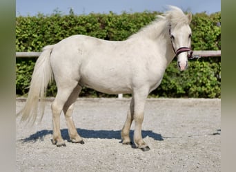 Caballos islandeses, Caballo castrado, 4 años, 130 cm, Champán