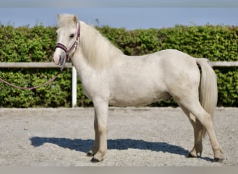 Caballos islandeses, Caballo castrado, 4 años, 130 cm, Champán