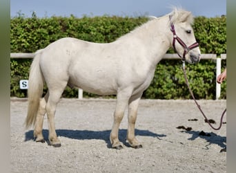 Caballos islandeses, Caballo castrado, 4 años, 130 cm, Champán