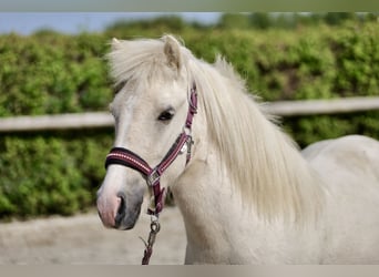 Caballos islandeses, Caballo castrado, 4 años, 130 cm, Champán