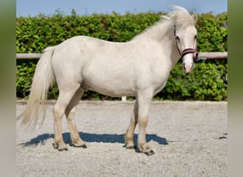 Caballos islandeses, Caballo castrado, 4 años, 130 cm, Palomino