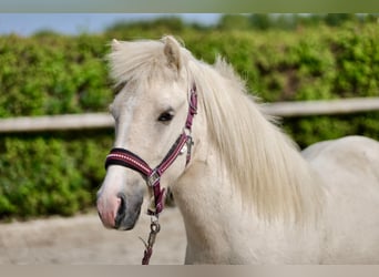 Caballos islandeses, Caballo castrado, 4 años, 130 cm, Palomino