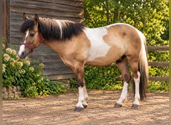 Caballos islandeses Mestizo, Caballo castrado, 4 años, 130 cm, Tobiano-todas las-capas