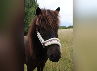 Caballos islandeses, Caballo castrado, 4 años, 132 cm, Morcillo