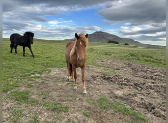 Caballos islandeses, Caballo castrado, 4 años, 134 cm, Alazán-tostado