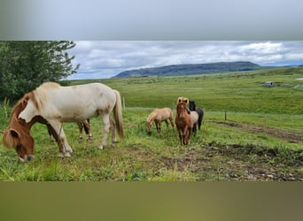 Caballos islandeses, Caballo castrado, 4 años, 134 cm, Alazán-tostado