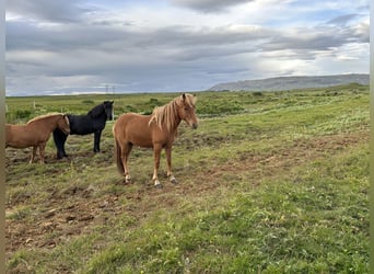 Caballos islandeses, Caballo castrado, 4 años, 134 cm, Alazán-tostado