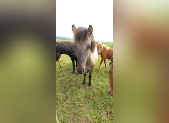 Caballos islandeses, Caballo castrado, 4 años, 134 cm, Grullo