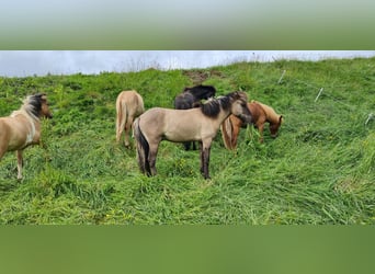 Caballos islandeses, Caballo castrado, 4 años, 134 cm, Grullo