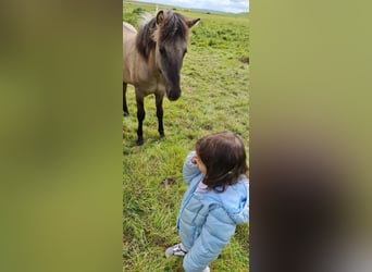 Caballos islandeses, Caballo castrado, 4 años, 134 cm, Grullo