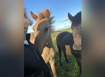 Caballos islandeses, Caballo castrado, 4 años, 135 cm, Red Dun/Cervuno