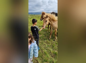 Caballos islandeses, Caballo castrado, 4 años, 135 cm, Red Dun/Cervuno