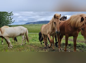 Caballos islandeses, Caballo castrado, 4 años, 135 cm, Red Dun/Cervuno