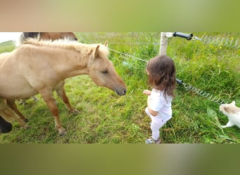 Caballos islandeses, Caballo castrado, 4 años, 135 cm, Red Dun/Cervuno