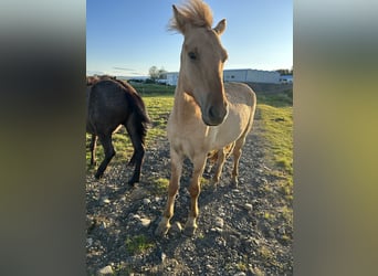 Caballos islandeses, Caballo castrado, 4 años, 135 cm, Red Dun/Cervuno