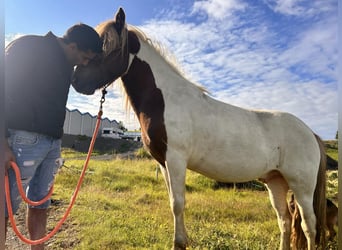 Caballos islandeses, Caballo castrado, 4 años, 136 cm, Overo-todas las-capas