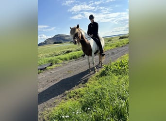 Caballos islandeses, Caballo castrado, 4 años, 136 cm, Overo-todas las-capas