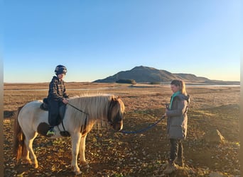 Caballos islandeses, Caballo castrado, 4 años, 136 cm, Overo-todas las-capas