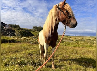 Caballos islandeses, Caballo castrado, 4 años, 136 cm, Overo-todas las-capas