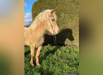 Caballos islandeses, Caballo castrado, 4 años, 136 cm, Palomino