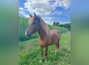 Caballos islandeses, Caballo castrado, 4 años, 137 cm, Alazán