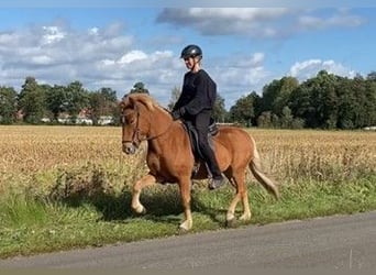 Caballos islandeses, Caballo castrado, 4 años, 137 cm, Alazán