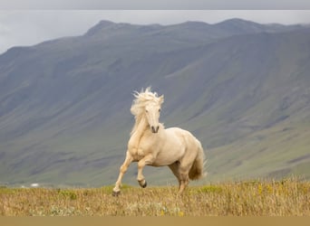 Caballos islandeses, Caballo castrado, 4 años, 137 cm, Palomino