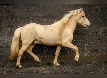 Caballos islandeses, Caballo castrado, 4 años, 137 cm, Palomino