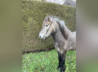 Caballos islandeses, Caballo castrado, 4 años, 137 cm, Tordo rodado