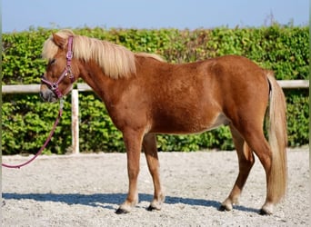 Caballos islandeses, Caballo castrado, 4 años, 138 cm, Alazán