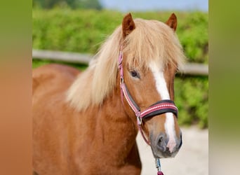 Caballos islandeses, Caballo castrado, 4 años, 138 cm, Alazán