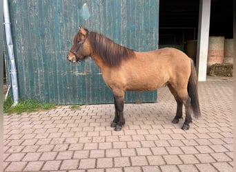 Caballos islandeses, Caballo castrado, 4 años, 138 cm, Bayo