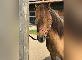 Caballos islandeses, Caballo castrado, 4 años, 138 cm, Bayo