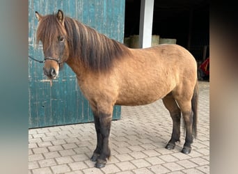 Caballos islandeses, Caballo castrado, 4 años, 138 cm, Bayo